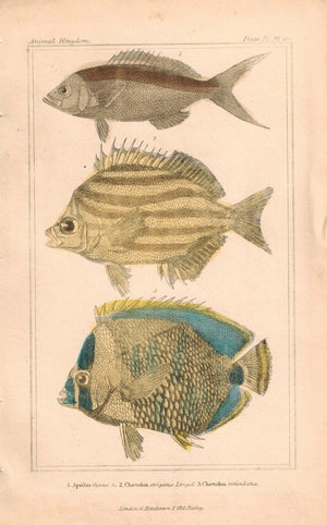 Chaetodon Fish 1834 Engraved Cuvier Print Plate 29