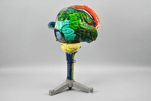 Clay Adams Human Brain Medical Training Model 1962