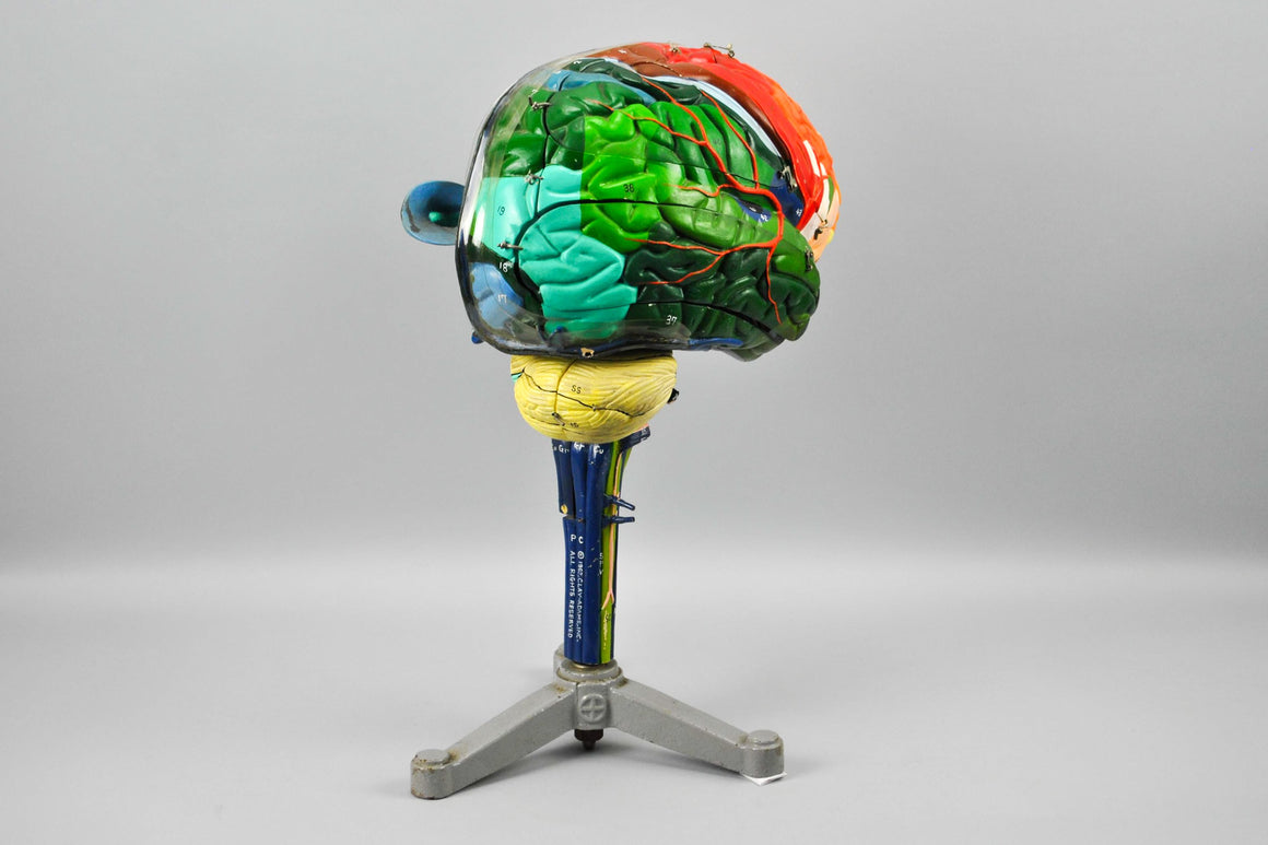 Clay Adams Human Brain Medical Training Model 1962