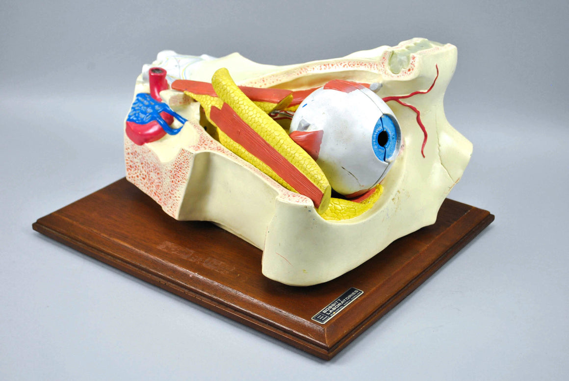 Vintage Bobbitt Laboratories Human Eye Medical Training Model