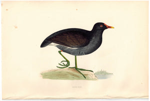 Moor-Hen Bird Morris 1870 Antique Hand Color Print