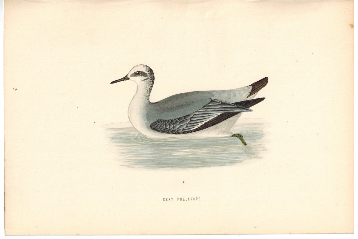 Grey Phalarope Bird Morris 1870 Antique Hand Color Print