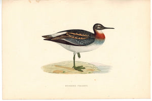 Red-Necked Phalarope Bird Morris 1870 Antique Hand Color Print