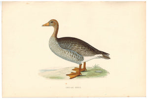 Grey-Lag Goose Bird Morris 1870 Antique Hand Color Print