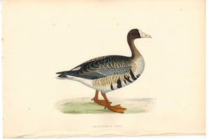 White-Fronted Goose Bird Morris 1870 Antique Hand Color Print