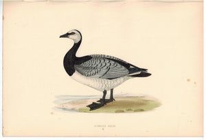Bernicle Goose Bird Morris 1870 Antique Hand Color Print