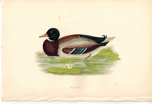 Wild Duck 1870 Morris Antique Hand Color Bird Print
