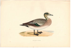 American Wigeon 1870 Morris Antique Hand Color Bird Duck Print