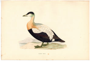 Eider Duck 1870 Morris Antique Hand Color Bird Print