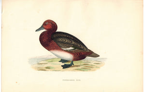 Ferruginous Duck 1870 Morris Antique Hand Color Bird Print