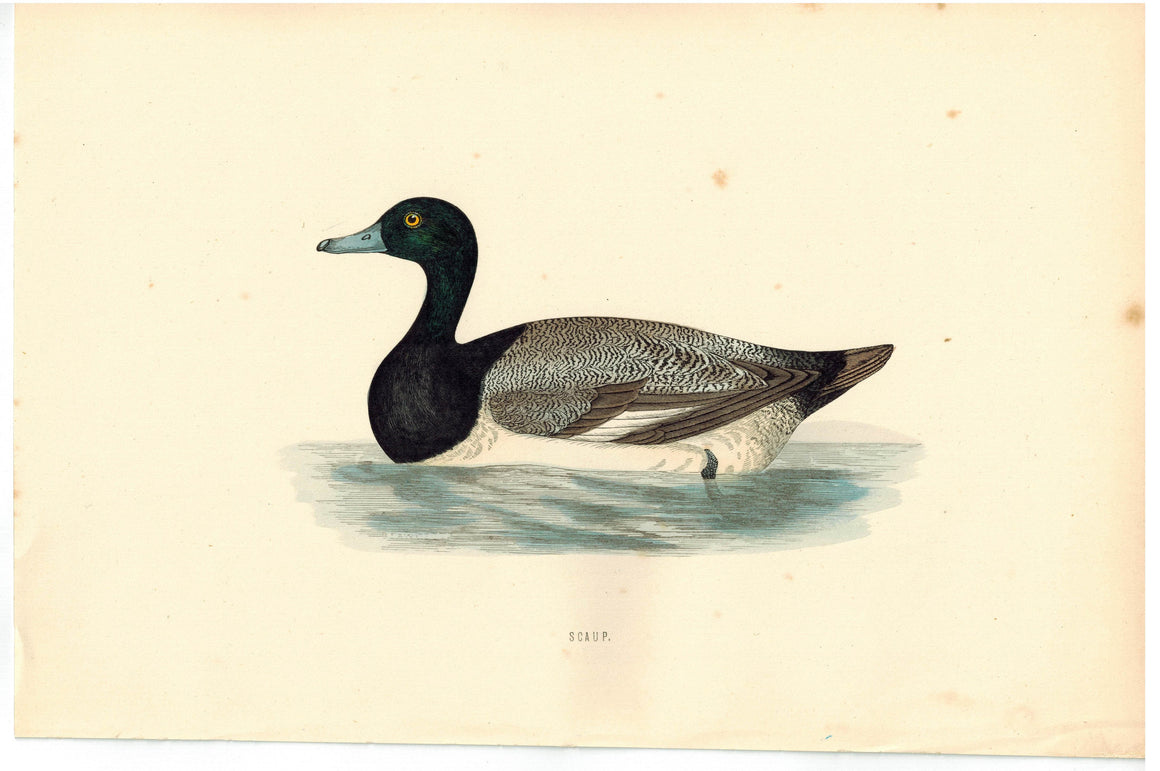 Scaup 1870 Morris Antique Hand Color Bird Duck Print