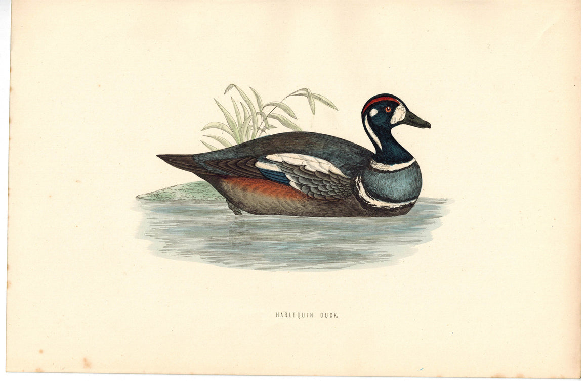 Harlequin Duck 1870 Morris Antique Hand Color Bird Print