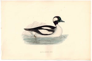 Buffel-Headed Duck 1870 Morris Antique Hand Color Bird Print
