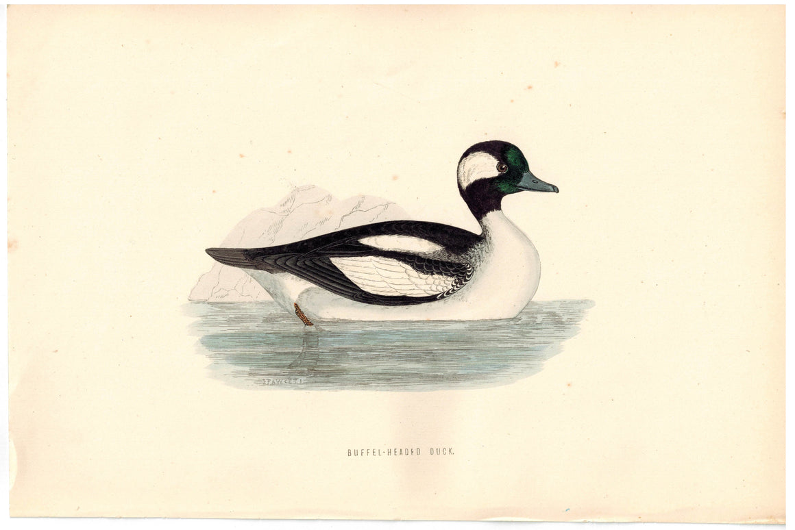 Buffel-Headed Duck 1870 Morris Antique Hand Color Bird Print