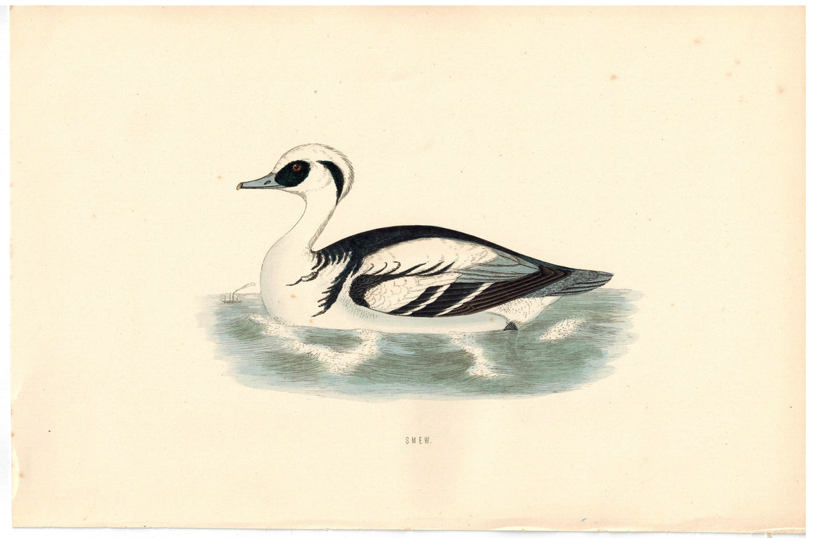 Smew 1870 Morris Antique Hand Color Bird Duck Print