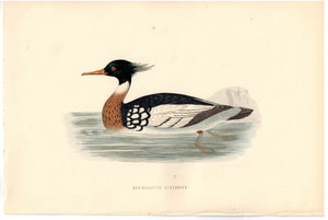 Red-Breasted Merganser 1870 Morris Antique Hand Color Bird Duck Print