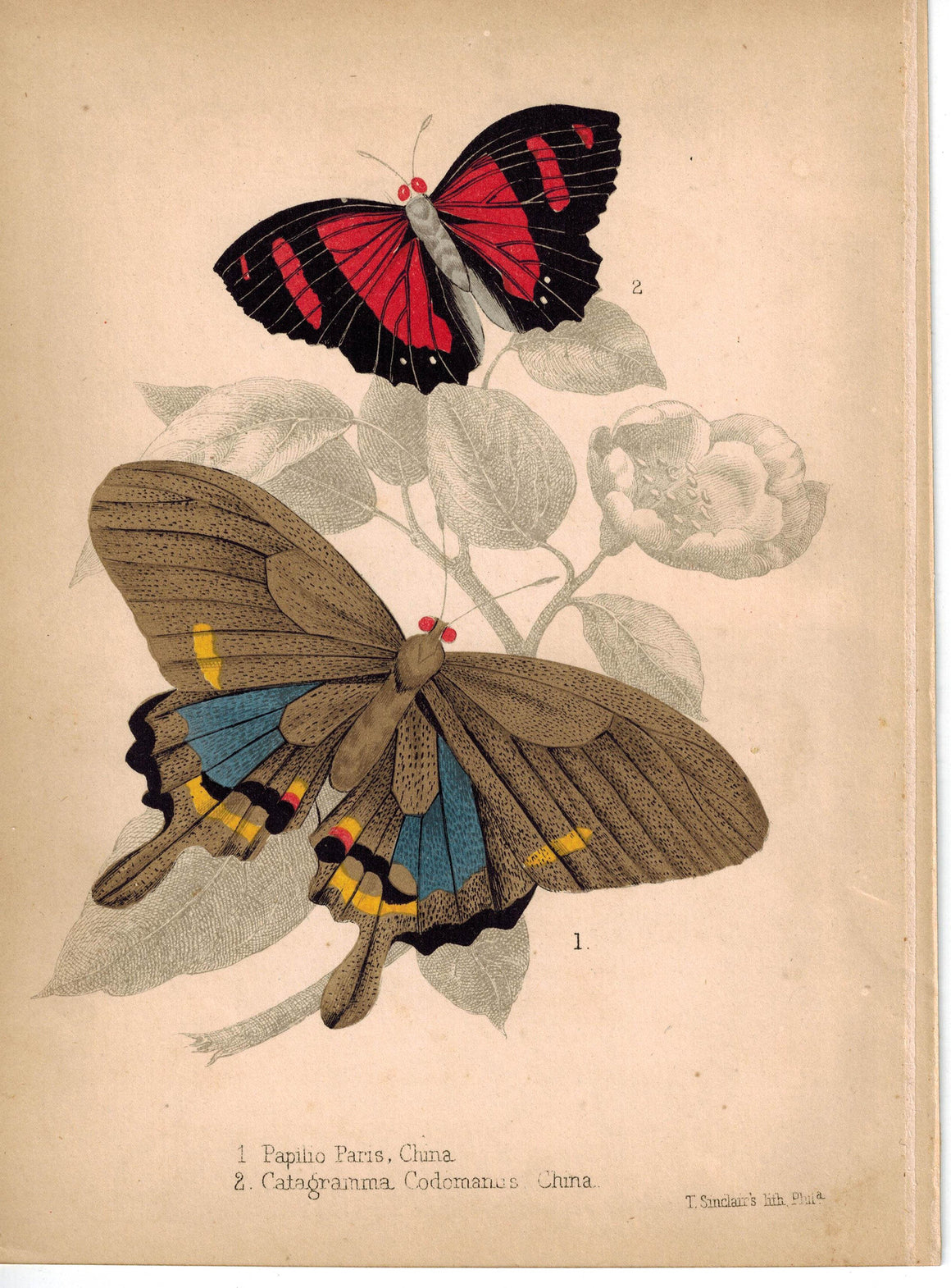 Butterflies Paris Peacock and Catagramma c.1857 Hand Color Insect Print