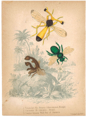 Bugs - Fly Bee and Wild Bee c.1857 Hand Color Insect Print