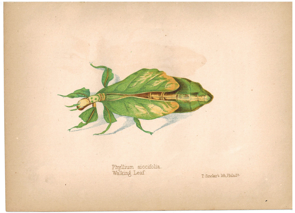 Phyllium Siccifolia Walking Leaf 1857 Hand Color Insect Print