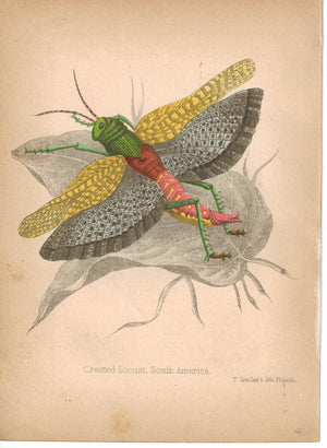 Grasshopper Crested Locust of South America 1857 Hand Color Insect Print