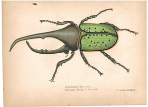 Scarabaeus Hercules Beetle of South America c.1857 Hand Color Insect Print