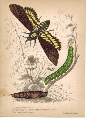 Moths and Caterpillar 1857 Hand Color Insect Print