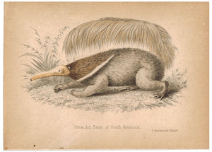 Great AntEater (Anteater) of South America 1857 Hand Color Print