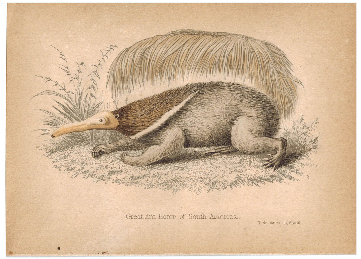 Great AntEater (Anteater) of South America 1857 Hand Color Print