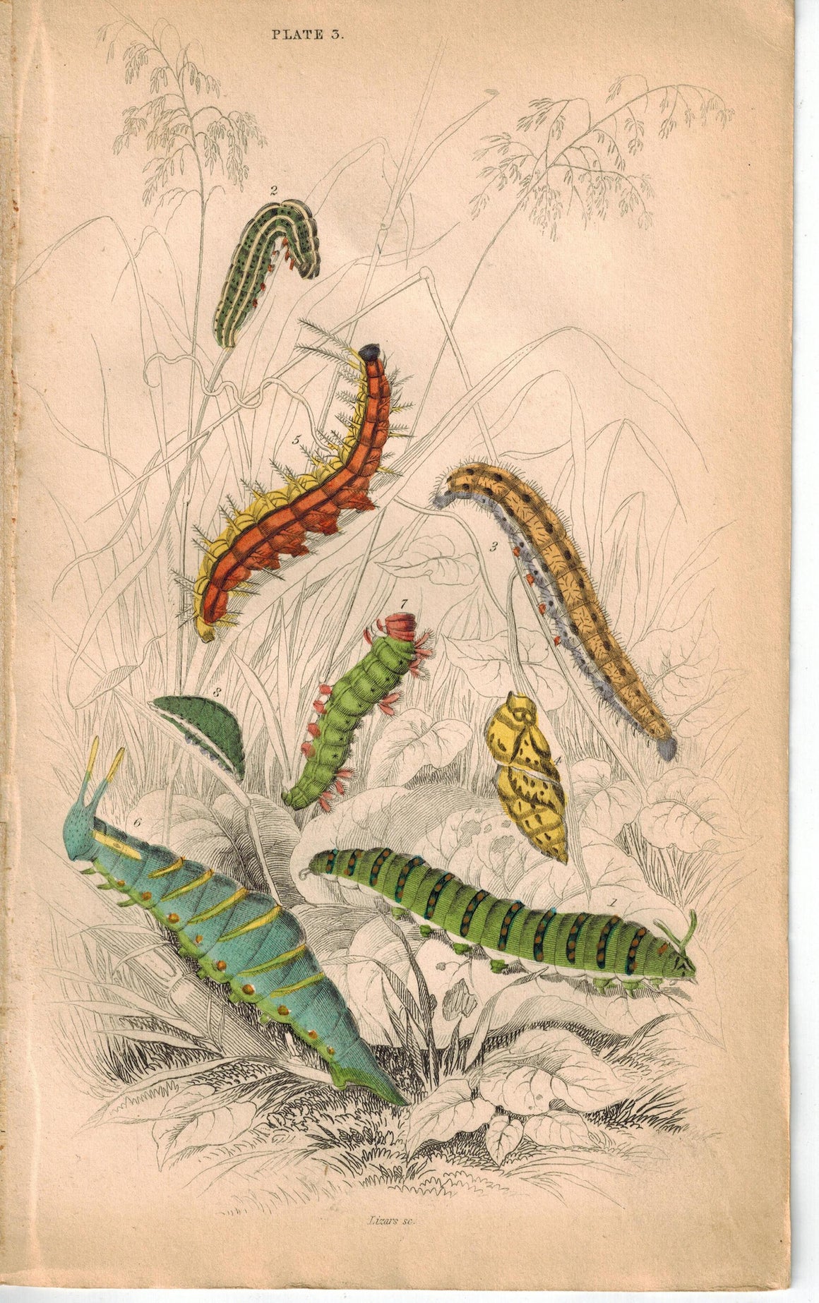 Caterpillars 1835 Hand Color Engraved Jardine Duncan Butterfly Print Plate 3