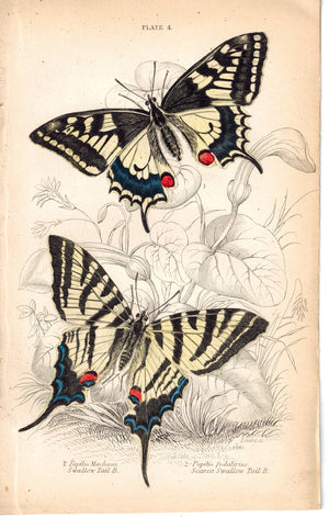 Swallow-Tail Butterflies 1835 Hand Colored Jardine Duncan Butterfly Print