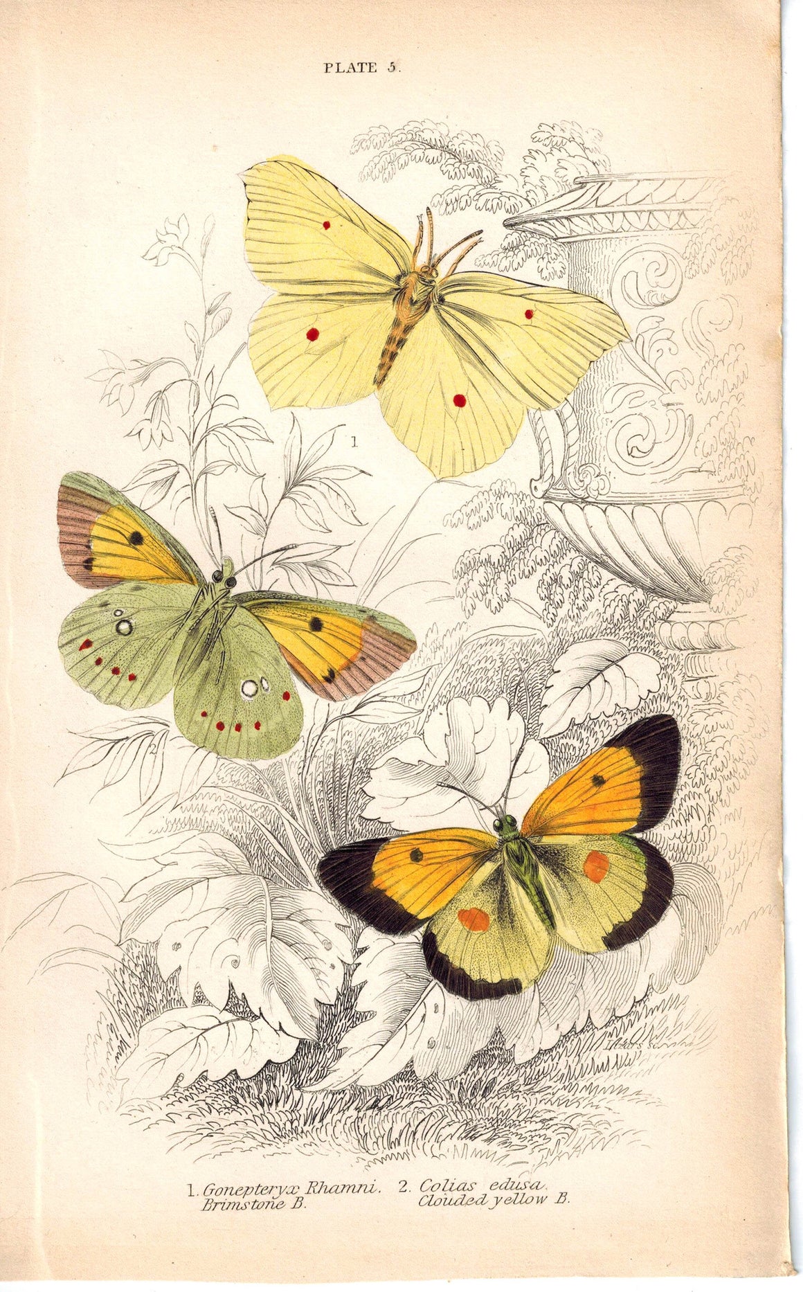 Brimstone Clouded Yellow Butterfly 1835 Hand Colored Jardine Duncan Print