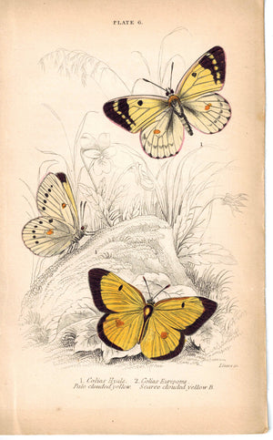 Pale Scarce Clouded Yellow Butterfly 1835 Hand Colored Jardine Duncan Print