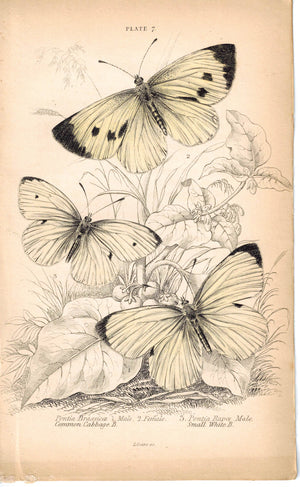 Common Cabbage Butterfly Genus Pontia 1835 Hand Colored Jardine Duncan Print