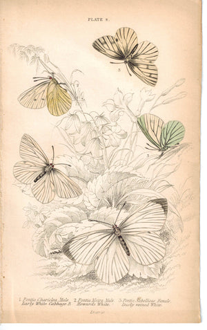 Early White Cabbage Butterfly Pontia 1835 Hand Colored Jardine Duncan Print
