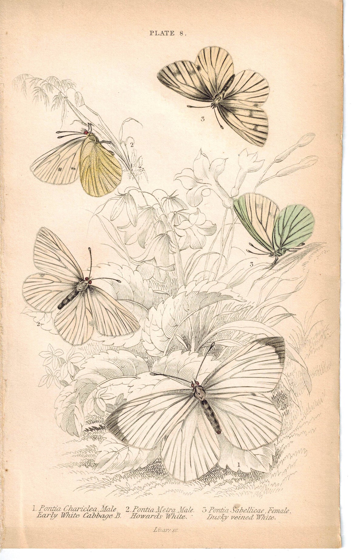 Early White Cabbage Butterfly Pontia 1835 Hand Colored Jardine Duncan Print