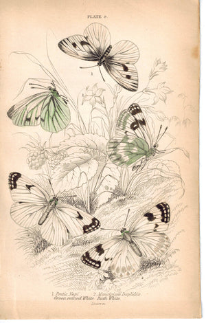 Green-veined & Bath White Butterfly 1835 Hand Colored Jardine Duncan Print