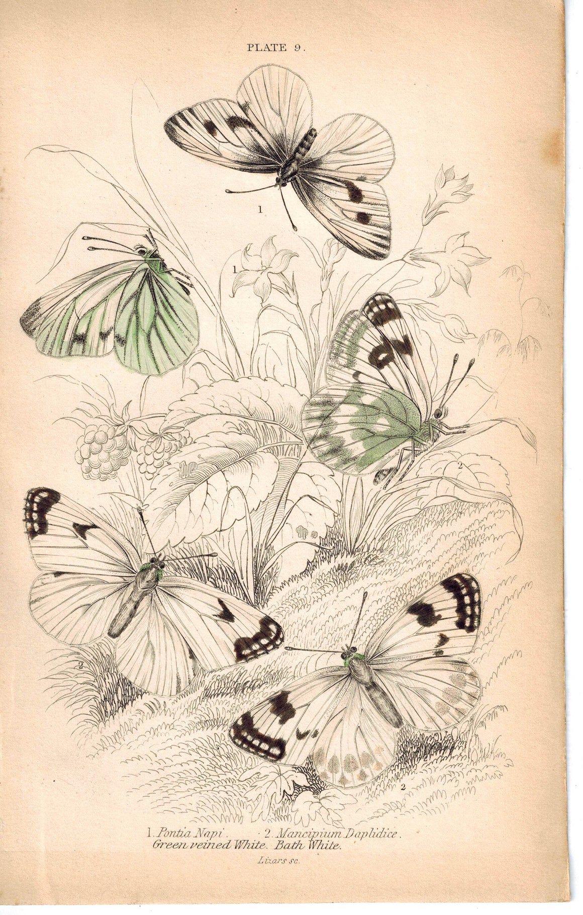Green-veined & Bath White Butterfly 1835 Hand Colored Jardine Duncan Print
