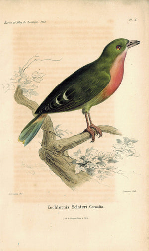 Euchlornis Sclateri Cornalia Antique Bird Print 1853