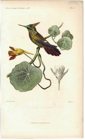 Revue de Zoologie Antique Colored Bird Print 1853