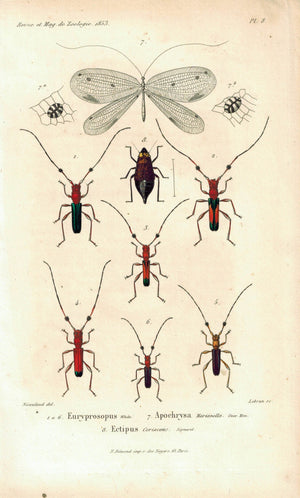 Euryprosopus Apochrysa Ectipus Beetle Antique Entomology Print 1853