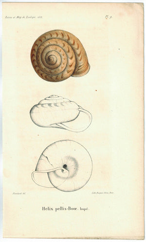 Helix Pellis Booe Sea Shell Antique Print 1853