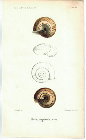 Helix Anguicula Sea Shell Antique Print 1853
