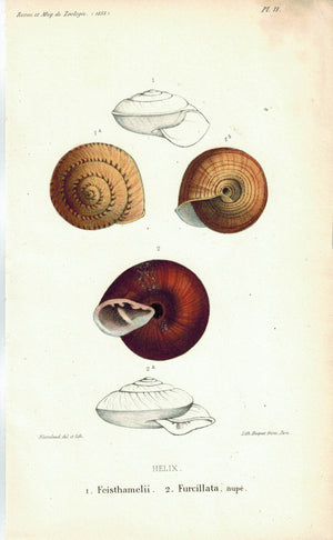 Helix Feisthamelii Furcillata Sea Shell Antique Print 1853