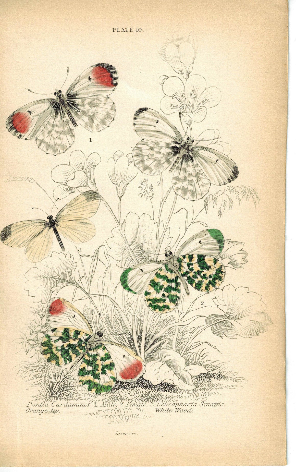 Orange-tip & Wood White Butterfly 1835 Hand Colored Jardine Duncan Print