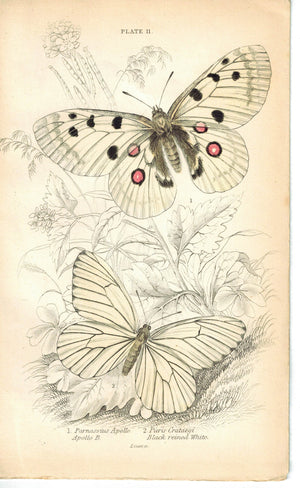 Black-veined White & Apollo Butterfly 1835 Hand Colored Jardine Duncan Print
