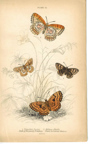 Duck of Burgundy Fritillary Butterfly 1835 Hand Colored Jardine Duncan Print