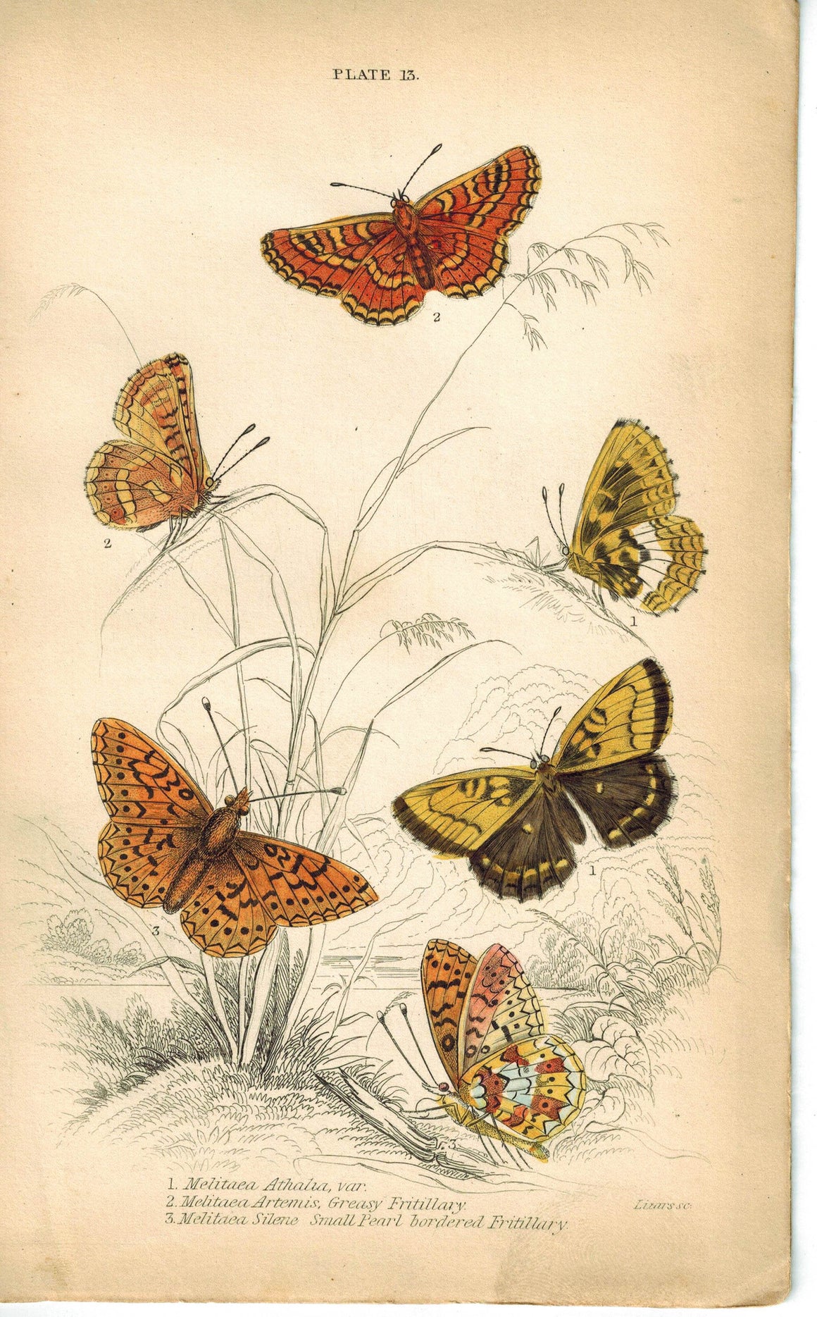 Greasy Fritillary & Small Pearl Butterfly 1835 Hand Colored Jardine Duncan Print