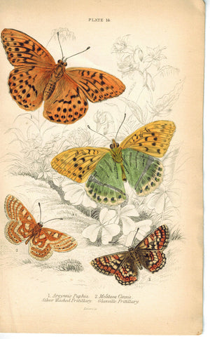 Silver Washed & Glanville Fritillary Butterfly 1835 Antique Jardine Duncan Print