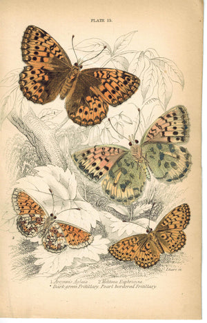 Small Pearl-bordered Dark Green Fritillary Butterfly 1835 Antique Jardine Print