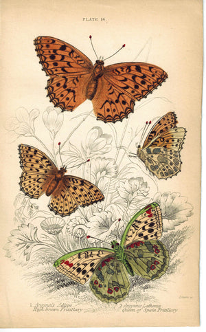 High Brown & Queen of Spain Fritillary Butterfly 1835 Antique Jardine Print
